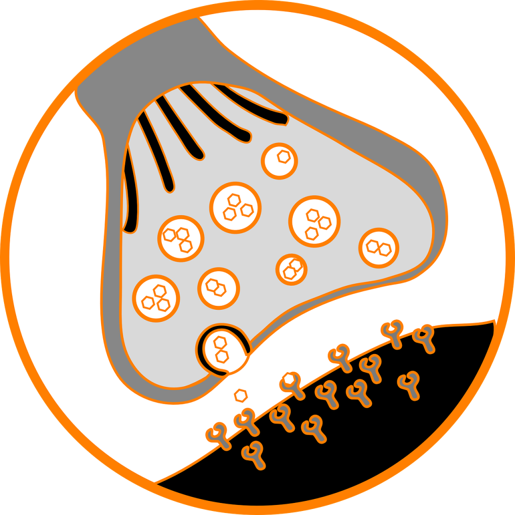 Neuron bei der Übertragung von Neurotransmittern